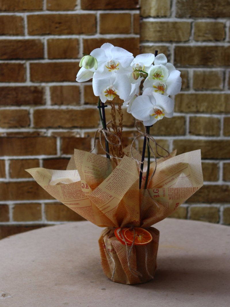 Orkide Quartz Beyaz
