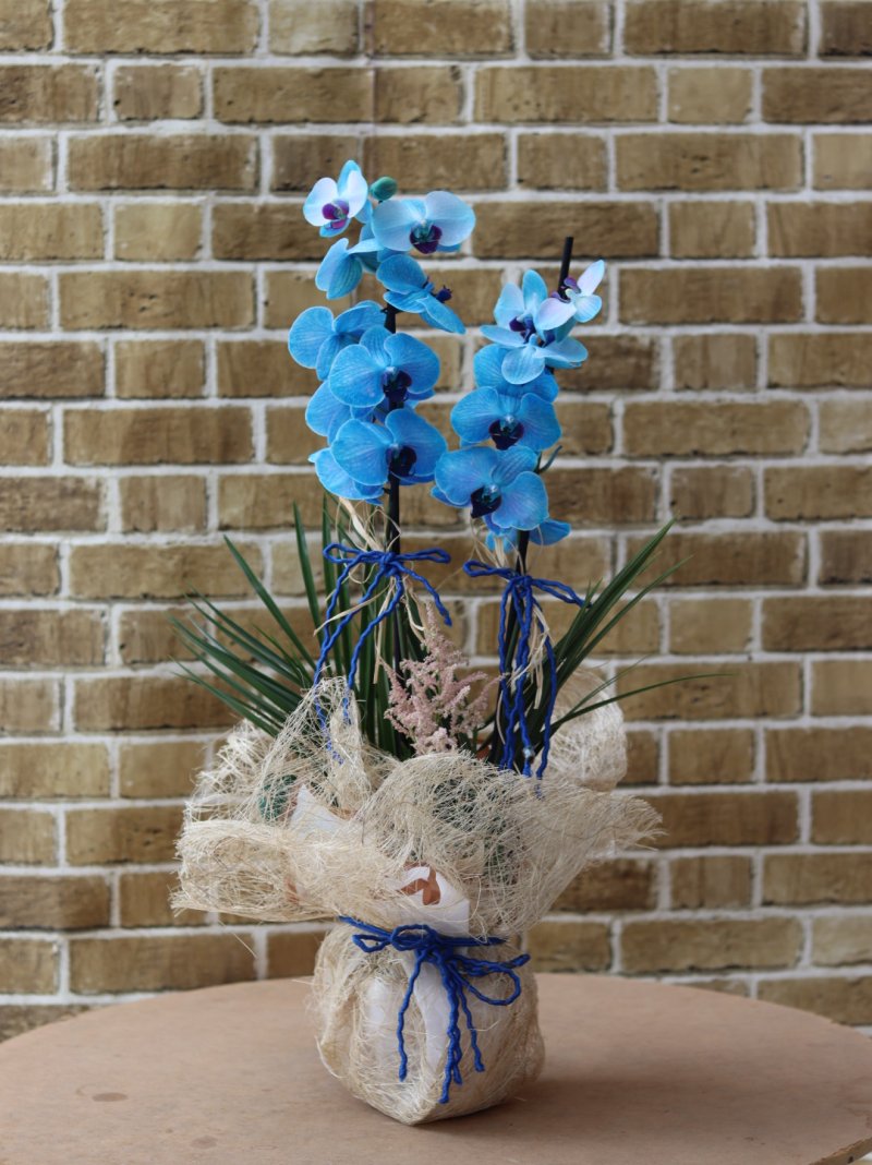 Mavi Orkide Decorium