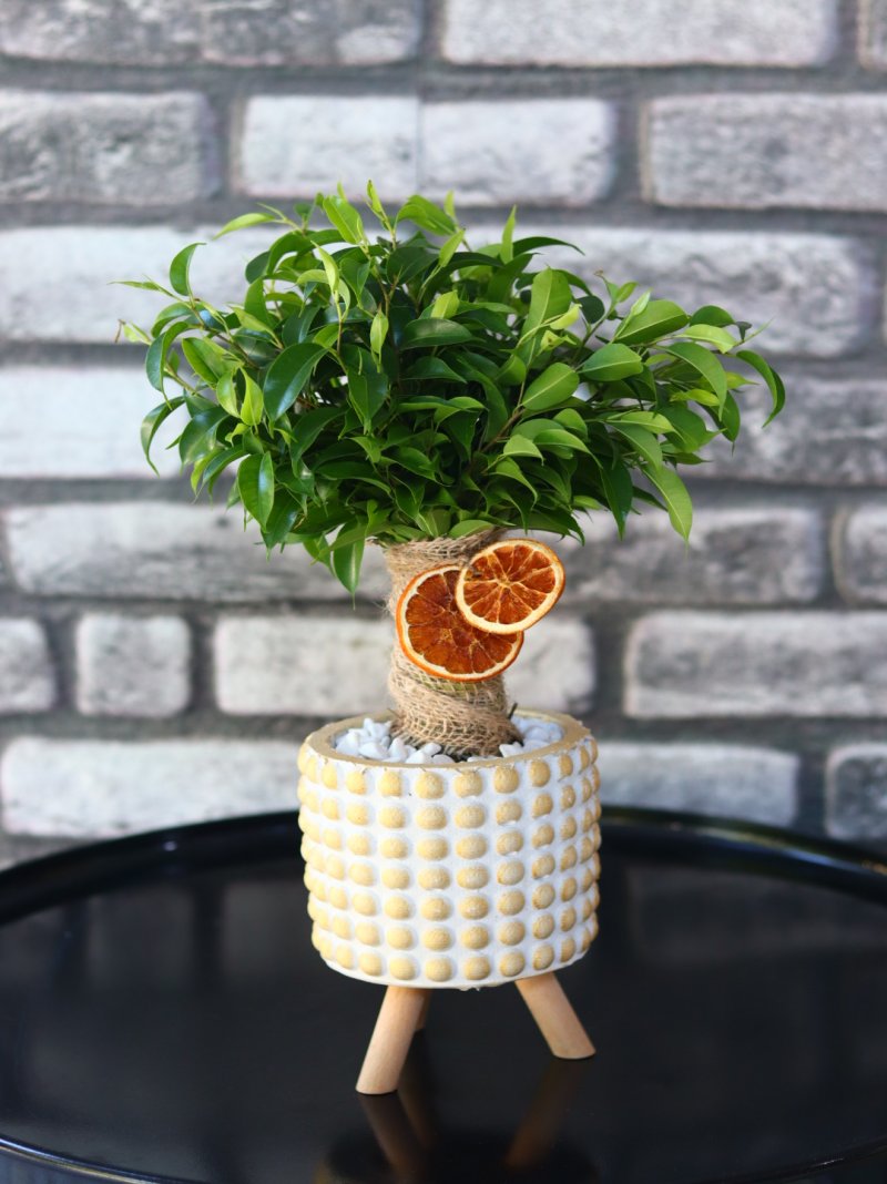 Ficus Oriantel